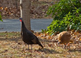 IMG_3231.jpg