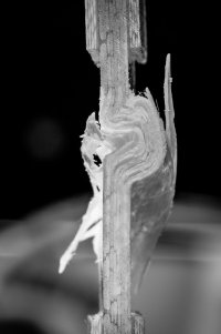 Buckling-01.jpg