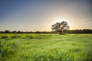 hillcountry sunset-1.jpg