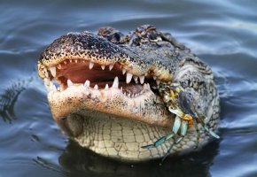 Alligator Crunching a Crab.jpg