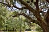 Magnolia Plantation - History Alive.jpg