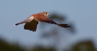 Nankeen-Kestrel_1_2July2012.jpg