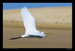 little-egret.jpg