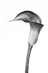 calla-lilly-3--5-Edit-copy-8-x-10-for-NAT-GEO-MY-SHOT.jpg
