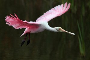 Spoonbill Arrives in Marsh 06.jpg