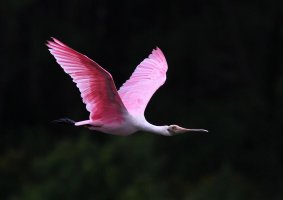 Spoonbill Arrives in Marsh 02.jpg
