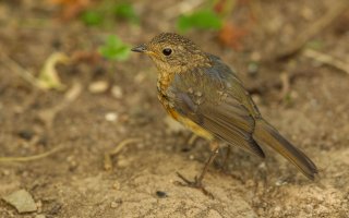 Young Robin.jpg