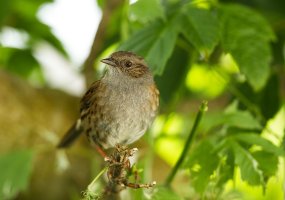 Dunnock.jpg