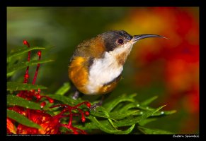 Eastern-Spinebill_1_29-6-2013.jpg