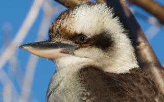 Kooka-31-August-2012.jpg
