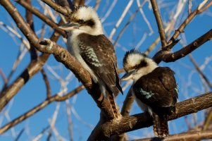 Kookas-31-August-2012.jpg