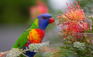 Lorikeet_backyard29Nov2011.jpg