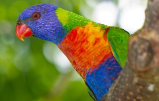 Lorikeet.jpg