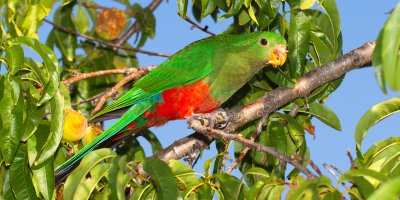 Female-King-Parrot-eating-my-peaches.jpg