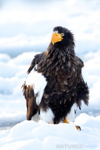 Steller's Sea Eagle stares malevolently.jpg