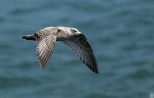 Herring Gull.jpg