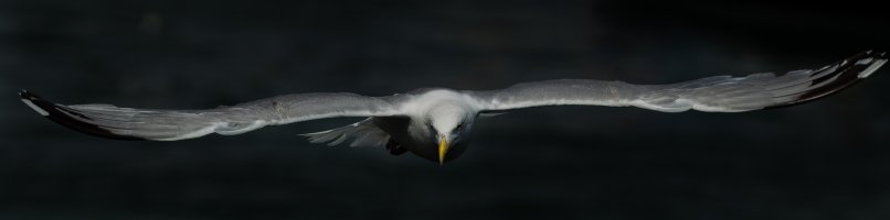 Herring Gull 2.jpg