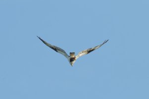 St_Marks_NWR_6-29-2014_8078_web.jpg