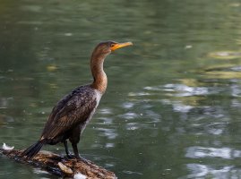 Cormorant_asked-about_Tamron_woes.jpg