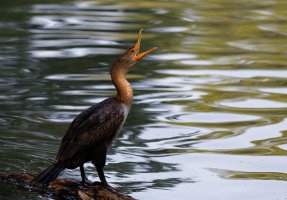 Cormorant_Laughing.jpg