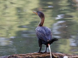 Cormorant_showing_what_he thinks.jpg