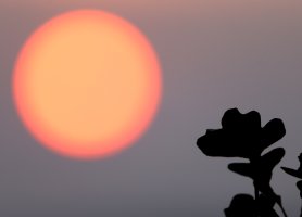 oak leaf sunrise.jpg