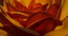 red and yellow rose petals close up august 2014 reduced and not painted.jpg