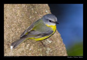 e-yellow-robin-3.jpg