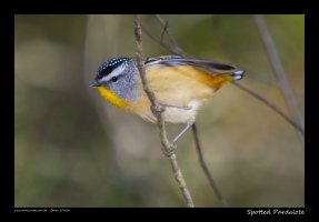 spotted-pardalote_3.jpg