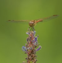 _C6Q2112.jpg