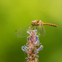 _C6Q2117.jpg