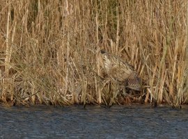 Bittern5DIII_0069_DxOCrop.jpg