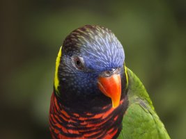 RainbowLorikeet_0370Red.jpg