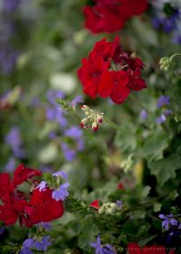 5D3_9032-2.jpg
