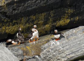 Puffin_9282_MoreCropCR.jpg