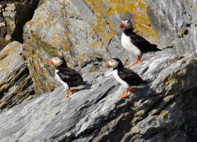 Puffin_smallgroup_9262_CR.jpg