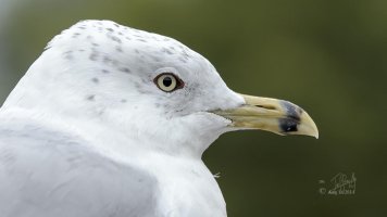 r1080 Aug 14 2014 dated signed_MGL0033.jpg