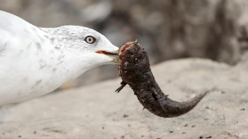 r1080 Aug 14 2014 dated signed_MGL0186.jpg