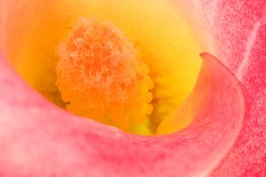 Calla Lily_edited-1.jpg