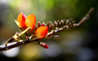 orchid garden (small).jpg