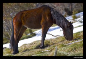 brumby-1.jpg