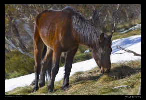 brumby-2.jpg