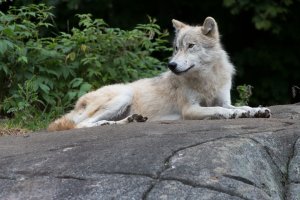 116 Crop Example.jpg