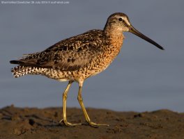 surf-shot-Short-billed-Dowitcher-26-July-2014--0546.jpg
