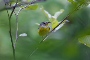 CanadaWarbler9900.jpg