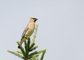 Cedarwaxwing0017_BestCrop.jpg