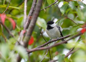 BlackCappedChickadee9978_DxOCrop.jpg