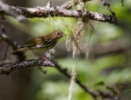 Ovenbird9113_DxOSharpest.jpg