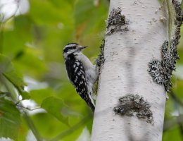 DownyWoodPecker9971_DxOCropDeBrownedSharpest.jpg