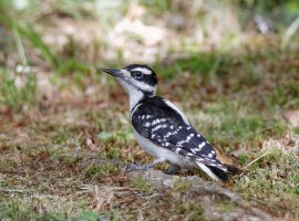 HairyWoodpecker9153_DxO.jpg